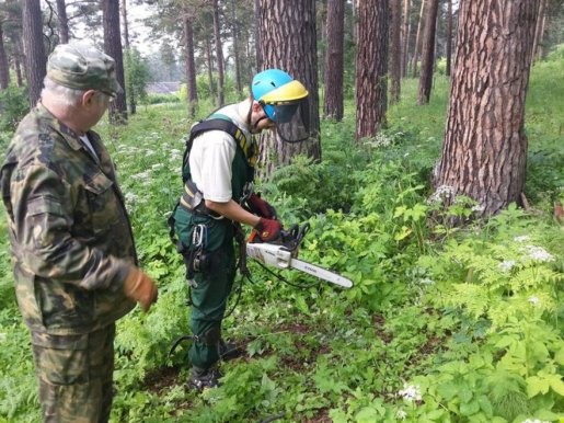Спил и вырубка деревьев стоимость услуг и где заказать - Новокузнецк
