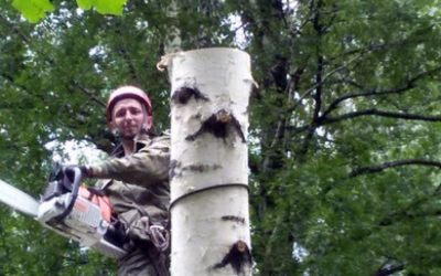 Спил и вырубка деревьев - Новокузнецк, цены, предложения специалистов
