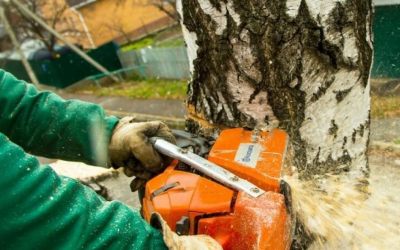 Удаление деревьев и пней на вашем участке - Кемерово, цены, предложения специалистов