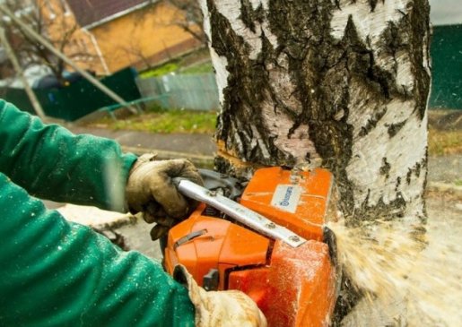 Удаление деревьев и пней на вашем участке стоимость услуг и где заказать - Кемерово