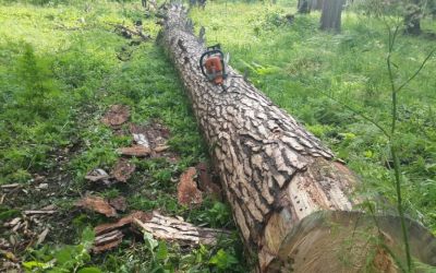Спил и вырубка деревьев, корчевание пней - Киселевск, цены, предложения специалистов