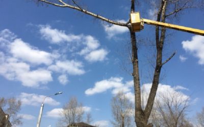 Спил, валка и кронирование деревьев - Новокузнецк, цены, предложения специалистов