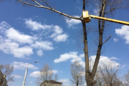 Спил, валка и кронирование деревьев стоимость услуг и где заказать - Новокузнецк