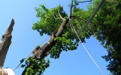 Удаление старых и опасных деревьев - Альпина 42 - Кемерово, цены, предложения специалистов