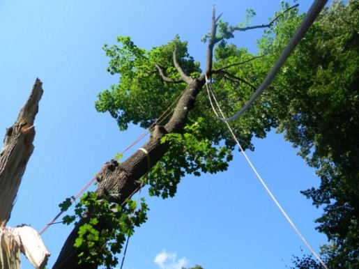 Удаление старых и опасных деревьев - Альпина 42 стоимость услуг и где заказать - Кемерово
