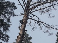 Спил и вырубка деревьев стоимость услуг и где заказать - Новокузнецк