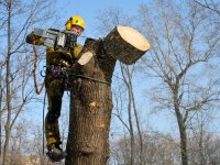 Спил, кронирование и валка деревьев стоимость услуг и где заказать - Новокузнецк