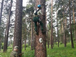 Спил и вырубка деревьев, кронирование, удаление старых деревьев стоимость услуг и где заказать - Белово