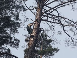 Спил и вырубка деревьев, кронирование, удаление старых деревьев стоимость услуг и где заказать - Белово