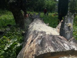 Спил и вырубка деревьев, корчевание пней стоимость услуг и где заказать - Киселевск