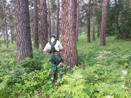 Спил и вырубка деревьев в Калтане стоимость услуг и где заказать - Калтан