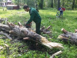 Спил и вырубка деревьев в Калтане стоимость услуг и где заказать - Калтан